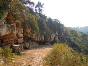 Saptaparni