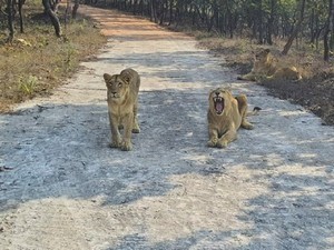 Wildlife Safari